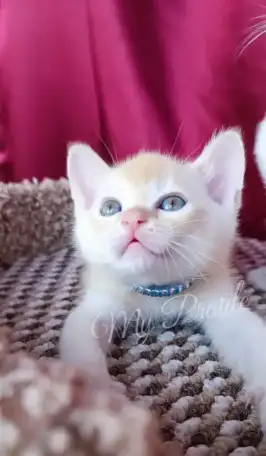Бурма. Котенок. Европейская бурма, фотография 2