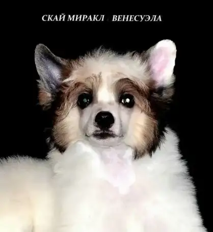 Продается щенок девочка китайская хохлатая (пух), фотография 2
