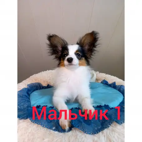 Щенки папийона, фотография 3