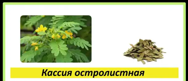 Целебные травы в каждый дом!, фотография 18