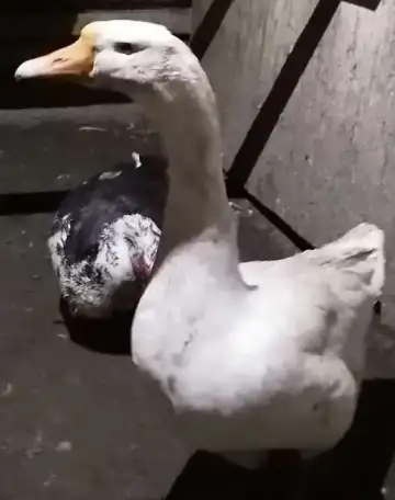 Продам гусыню, фотография 1