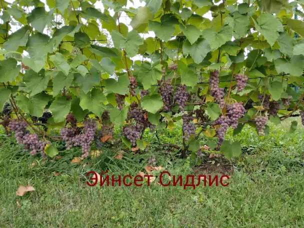 Саженцы винограда для Подмосковья., фотография 4