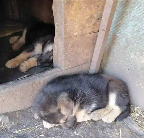 Продаются щенки Немецкой овчарки., фотография 3