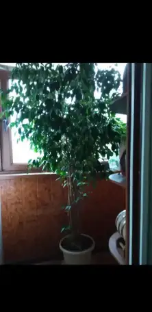 Фикус, фотография 1