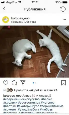 Зоогостиница для кошек и собак 