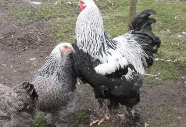 Инкубационное яйцо кур породы Брама серебристая, фотография 5