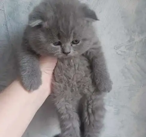 шотландские котята, фотография 2
