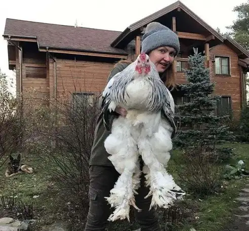 Инкубационное яйцо кур породы брама светлая, фотография 1