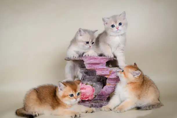Британские котята. Золотые окрасы. Голубое золото, фотография 1