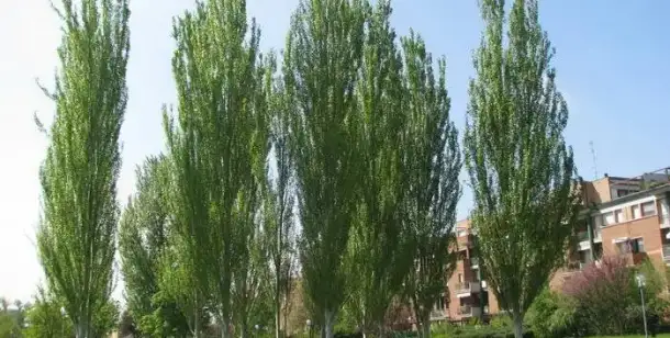 Саженцы деревьев, фотография 1