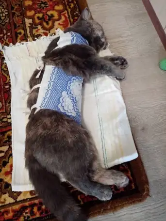 Ветеринарный врач, фотография 11