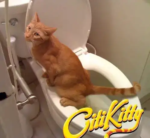 Тренажеры для приучения кошек к унитазу, фотография 2