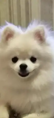Шпиц, фотография 1