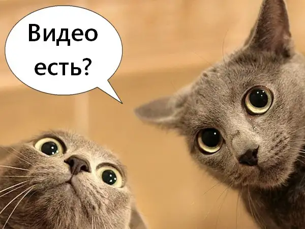 Внимание! Скупаем оригинальные видео про животных!, фотография 1
