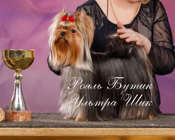 Молодой титулованный кобель для вязки., фотография 1
