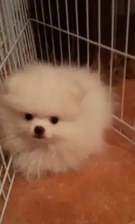 Белый снег, фотография 2