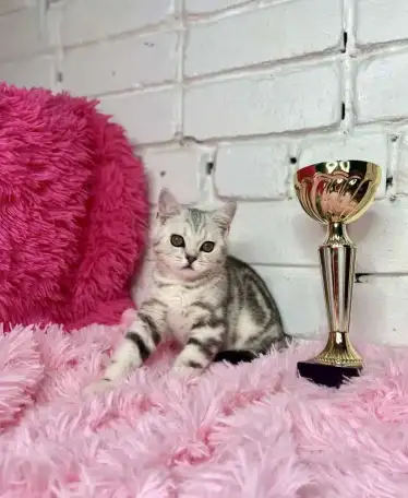 Британские котята, фотография 2