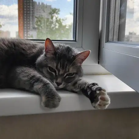Кошка, фотография 2