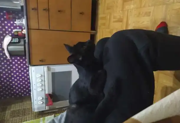 Котенок девочка, фотография 1