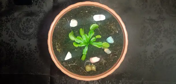 Молодая Венерина мухоловка лат. Dionaea muscipula, фотография 2