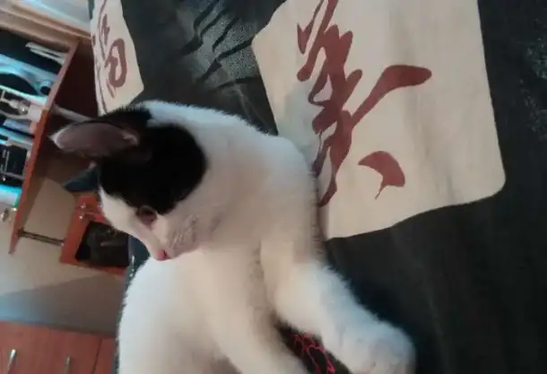 Котенок, фотография 3