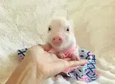 Микро пиги мини пиги минипиги, фотография 7