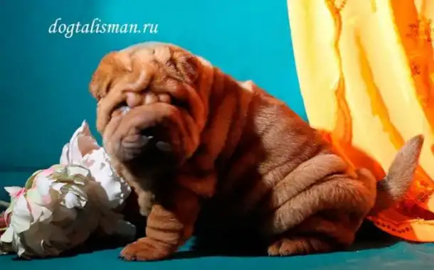 Щеночки шарпея, фотография 5