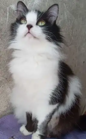 Чёрно-белая сибирская кошечка, фотография 3