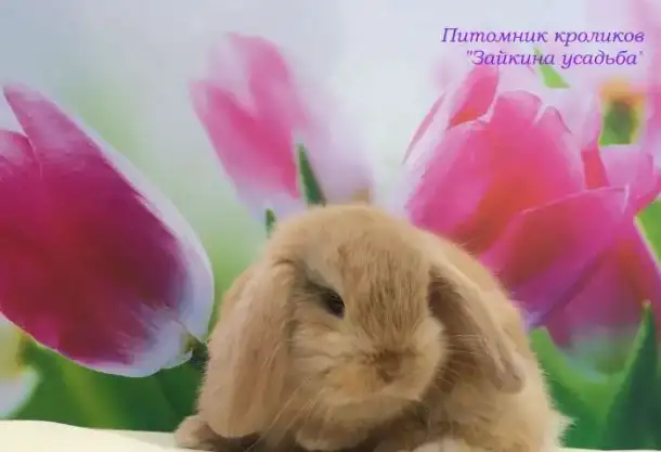Купить карликового кролика в Москве в питомнике Зайкина усадьба. ДОСТАВКА в любой город России. Клетки и аксессуары, фотография 8