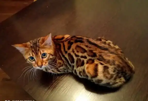 Бенгальские  подрощенные котята, фотография 3