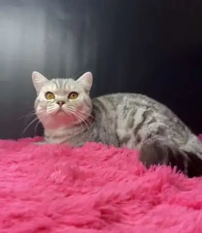 Британские котята, фотография 14