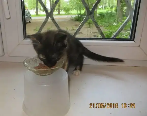 Котёнок, фотография 2