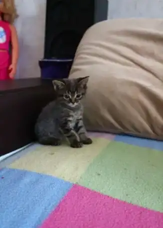 Продам шотландских котят. , фотография 3