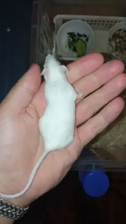 Кормовые мыши живые  Декоративные  Лабораторные, фотография 1