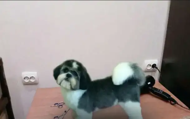 Стрижки собак и кошек, фотография 3