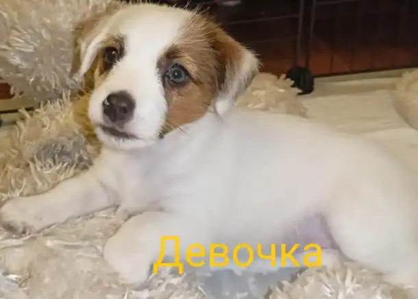 Щенки Джек Рассел терьера, фотография 2