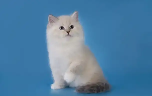 Невские маскарадные котята, фотография 2