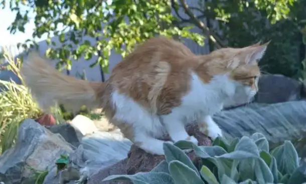 Котята Мейн Кун. Питомник., фотография 10