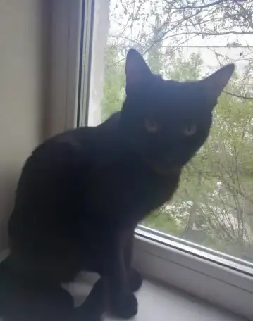 Отдам котят в добрые руки, фотография 1
