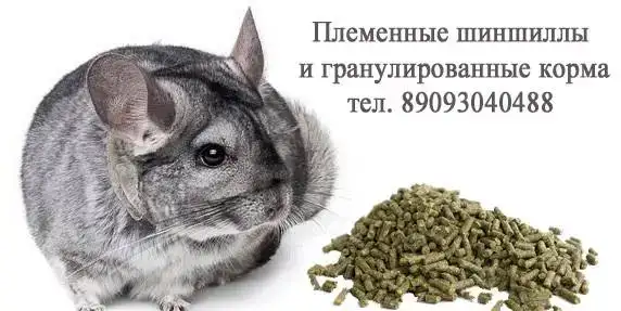 Шиншиллы в рассрочку, предлагаем бизнес на разведении шиншилл, фотография 1