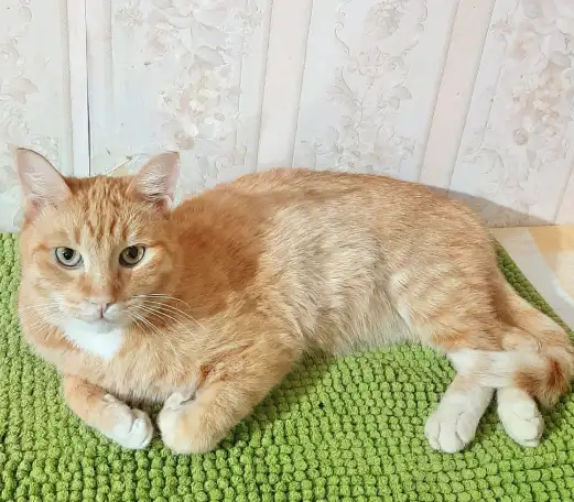 выбросили рыжего кота, фотография 2