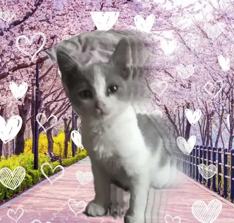 Рыжики активные, альфа котики, фотография 11