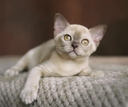 Европейская Бурма котята шоколадная Девочка, фотография 3