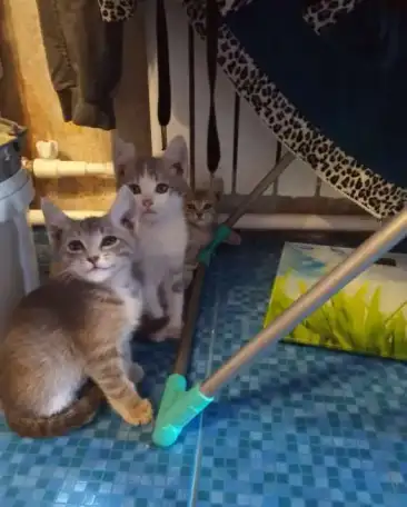 Отдаю котят, фотография 5