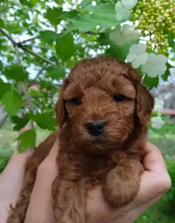 Щенки той пуделя, фотография 3