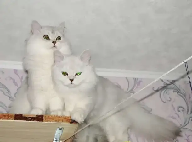 Нежные котята для души, фотография 3