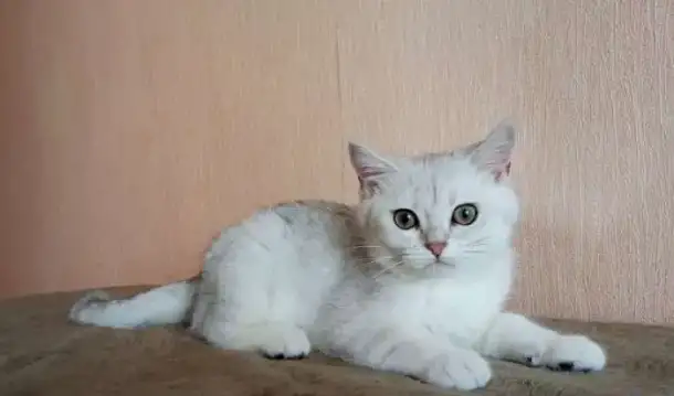 Британские котята, фотография 1