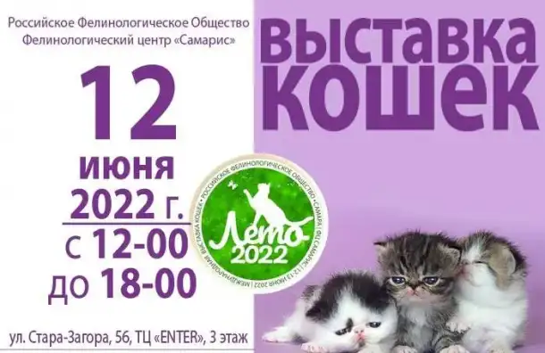 Международная выставка кошек 12 июня, фотография 1