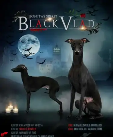 Щенки левретки, фотография 9