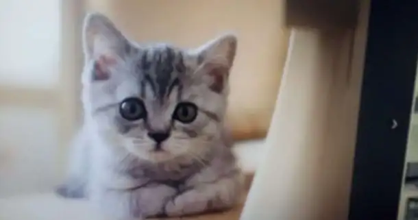 отдам котят, фотография 1